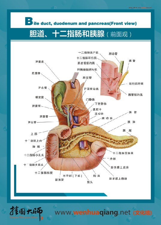 腸道、十二指腸和胰腺（前面觀）