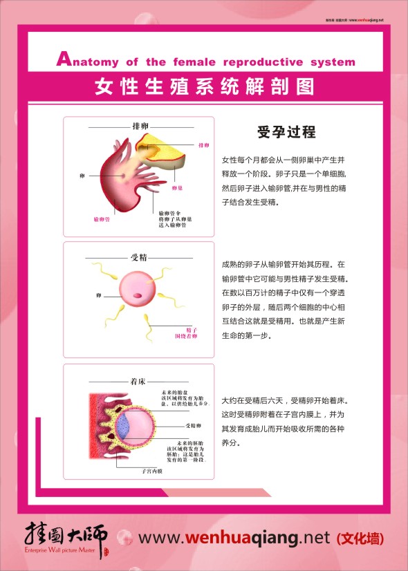 人體結(jié)構(gòu)解剖圖   女性生殖系統(tǒng)解剖圖    人體結(jié)構(gòu)圖  