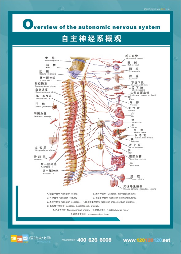 人體神經(jīng)結(jié)構(gòu)圖-自主神經(jīng)系概觀(guān)